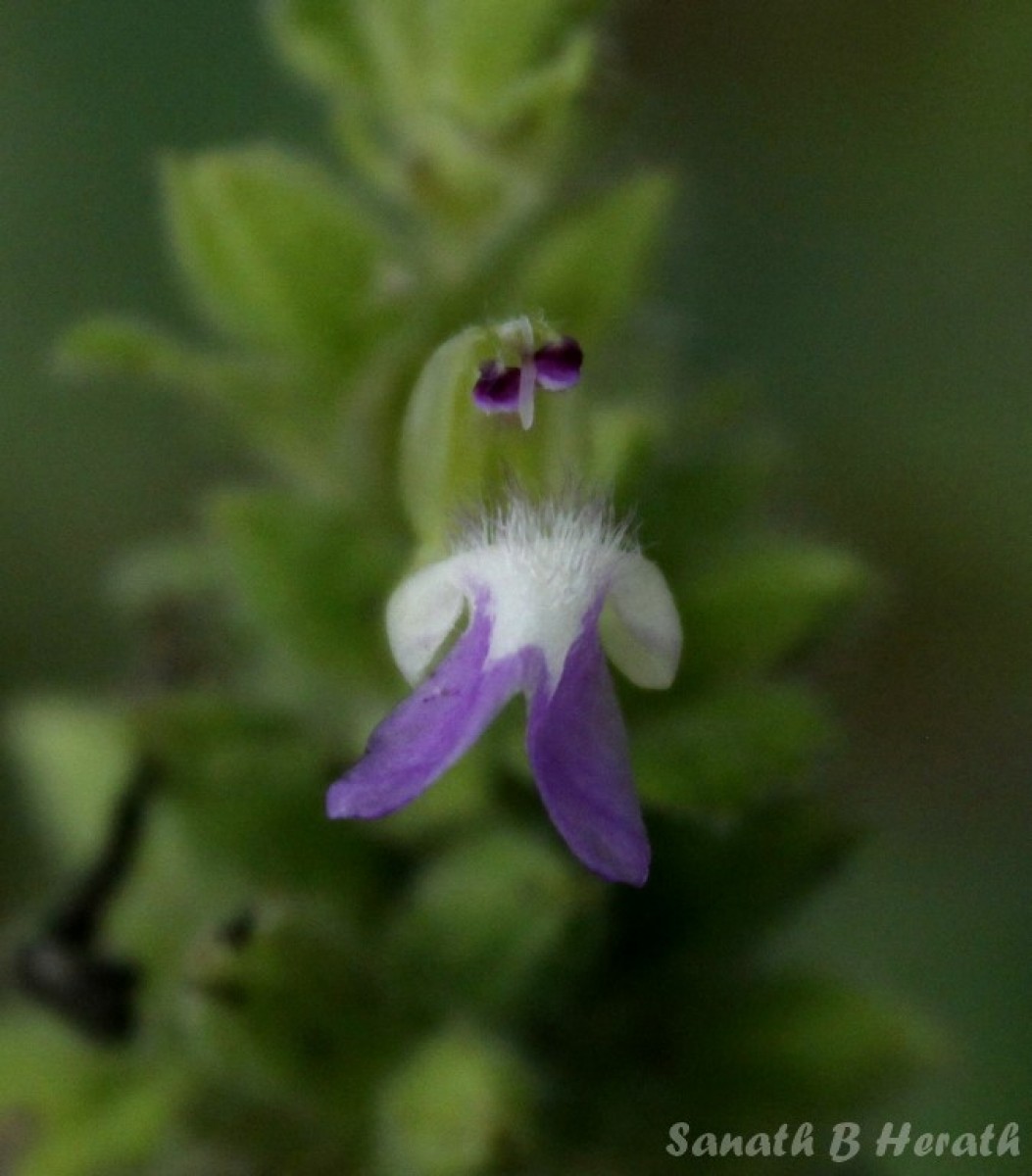 Anisomeles indica (L.) Kuntze